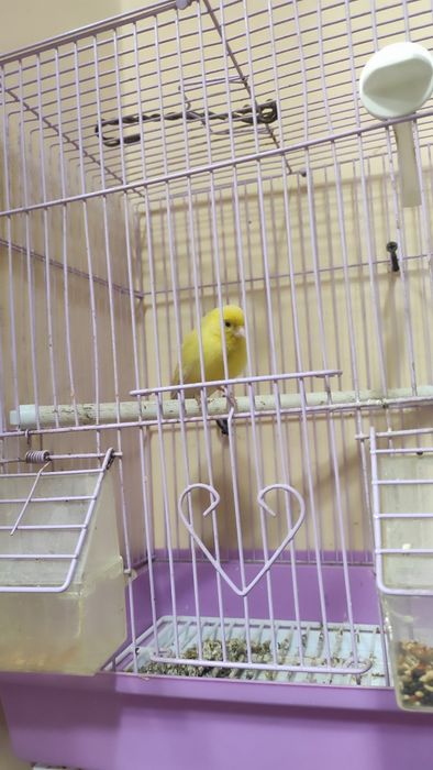 Продаются кенары, в идеальном состоянии