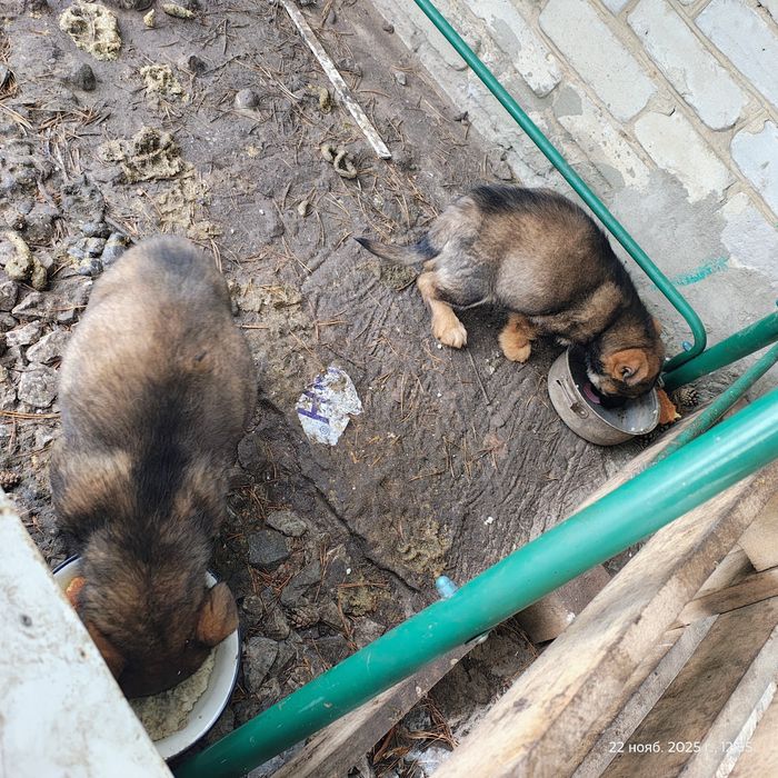 Щенки в добрые руки срочно