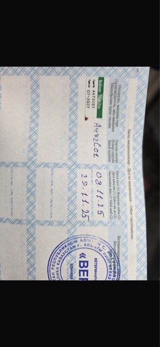 Срочно Продам кота породы Мейнкун молодой