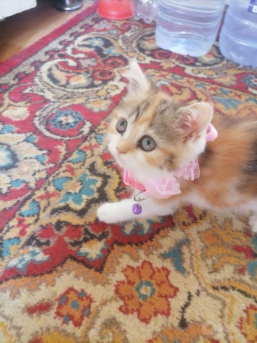 Продаётся котенка девочка