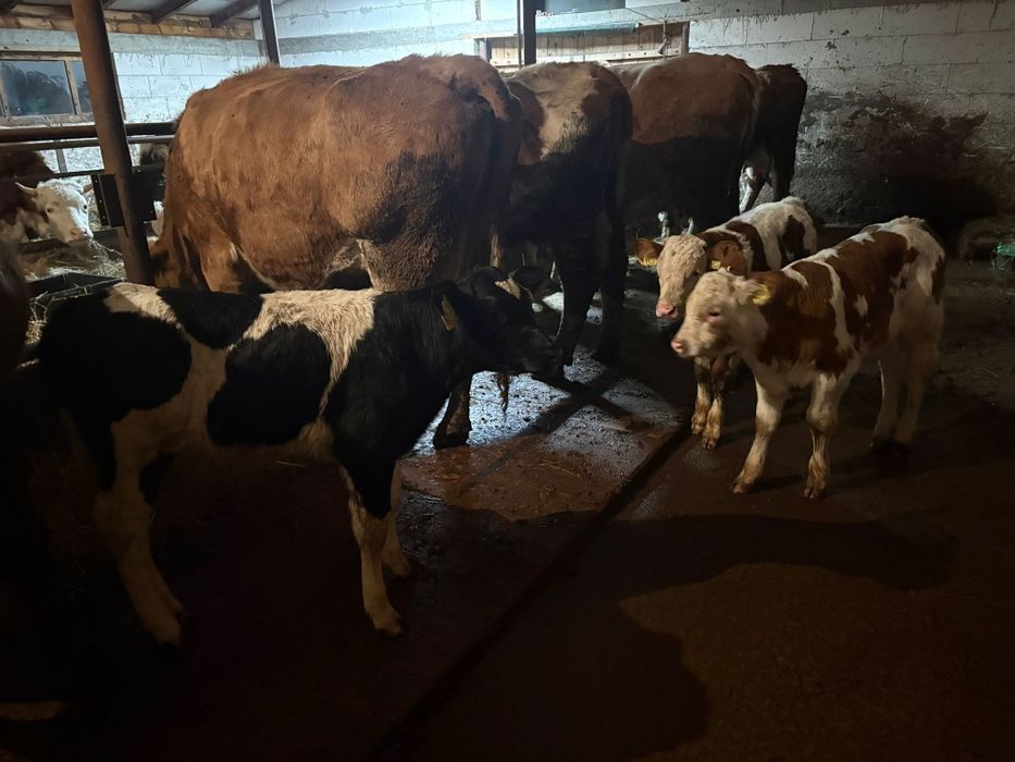 De vânzare 1 vitel holstein