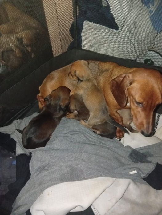 Бронь щенят таксы