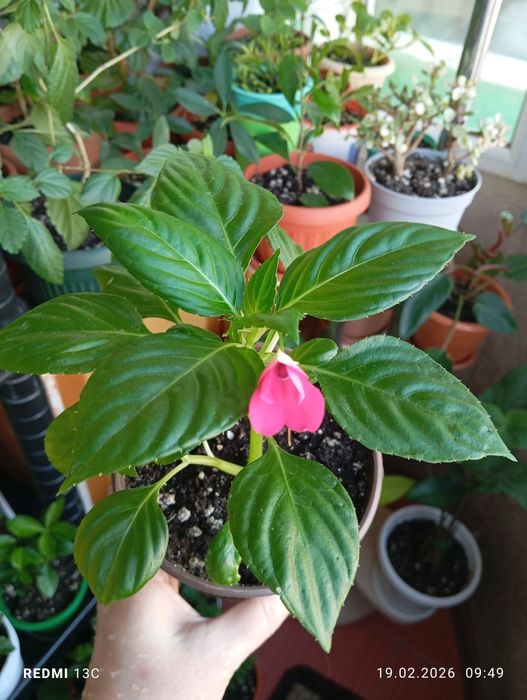 Продам растения комнатные