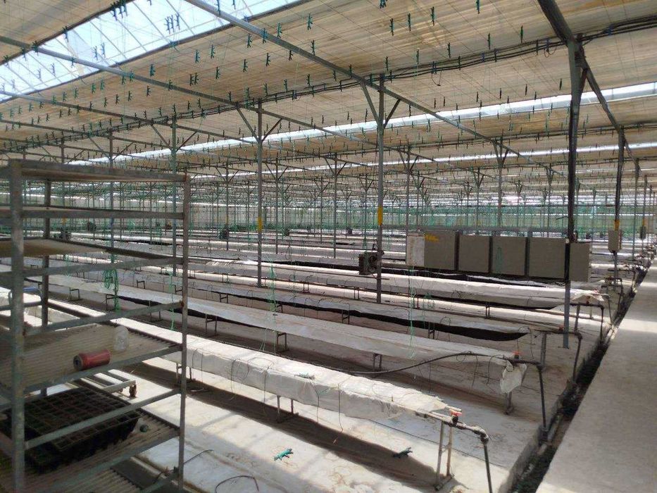 ISSIQXONA (4 GEKTAR) IJARAGA\Теплица 4 га в аренду