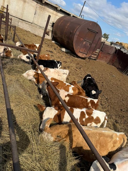 Продам КРС коровы и телята