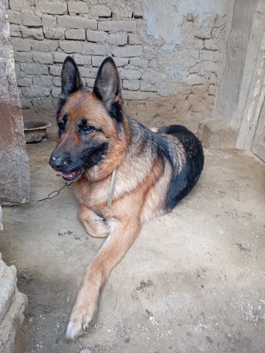 Nemis ovcharkasi (German Shepherd]