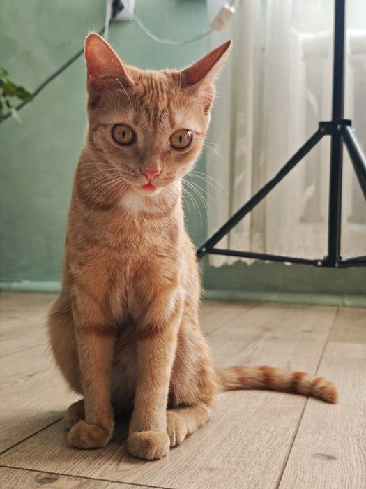 Отдам рыжую кошечку