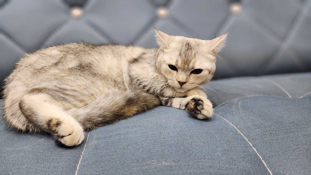 Британская шиншилла