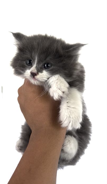 Сиамская марғауы кошка