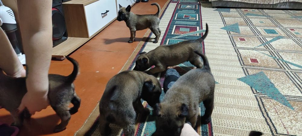 Продам щенков бельгийской малина