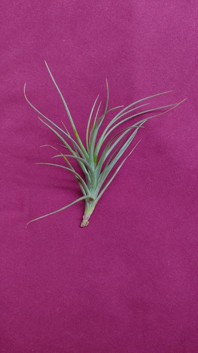 Тилландсия комнатная