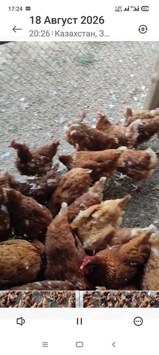 Продам Курей Ломан Браун