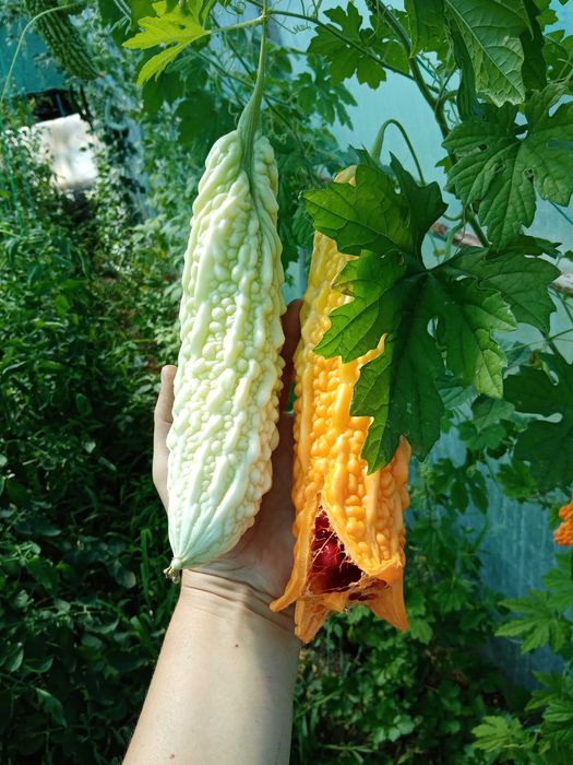 Vand Rasaduri de legume soiuri deosebite