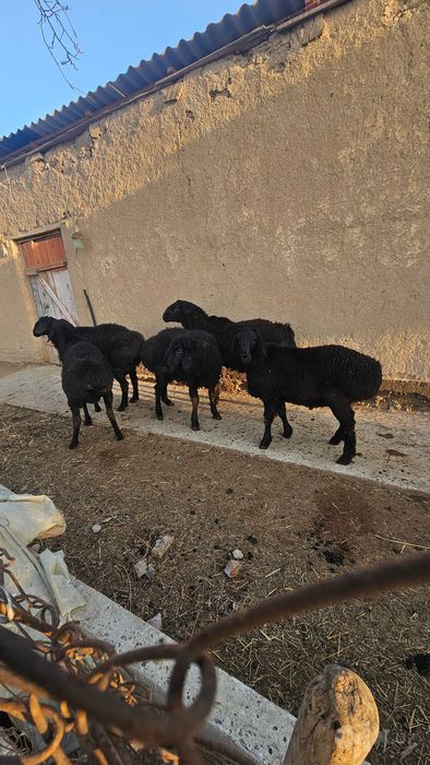 Quzi quchqorlar qurbonlikga zotga ham sotiladi  30/40/50/60/70 kiloli