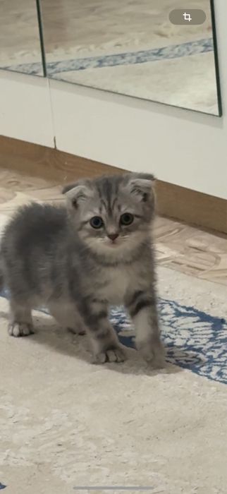 Шотландская кошка