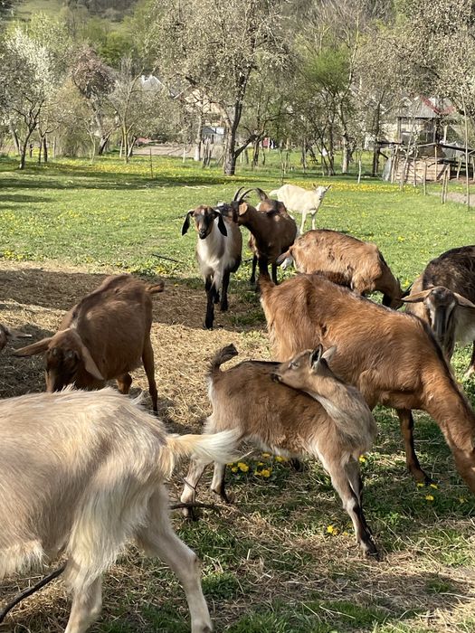Vand capre cu iezi