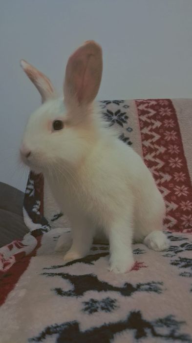 Vând iepuraș cu tot cu cusca