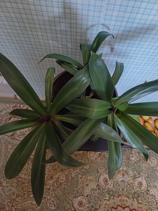 Комнатные цветы продам