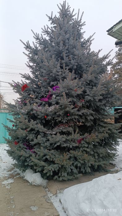 Голубая Ель Очень Красивая