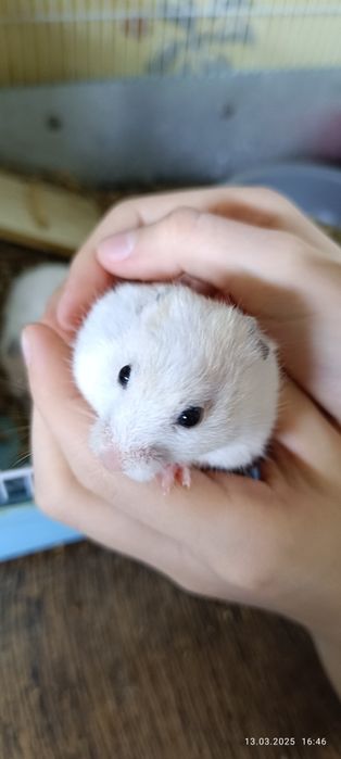 Хомячки Сирийские детки!