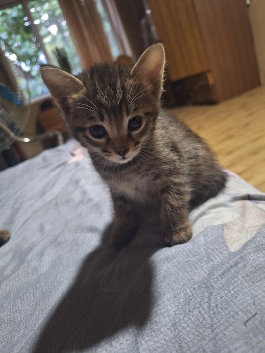 Отдам котят в добрые хорошие руки