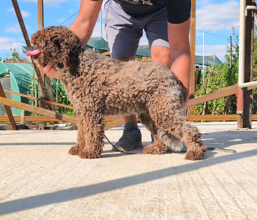 Лагото Романьоло