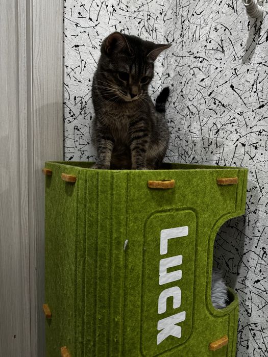 Отдам ласковую кошечку в добрые руки