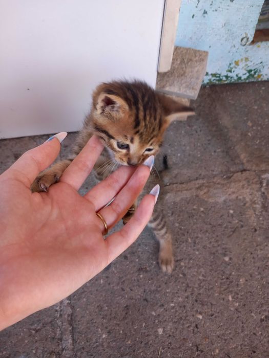 Подаряват се малки котета
