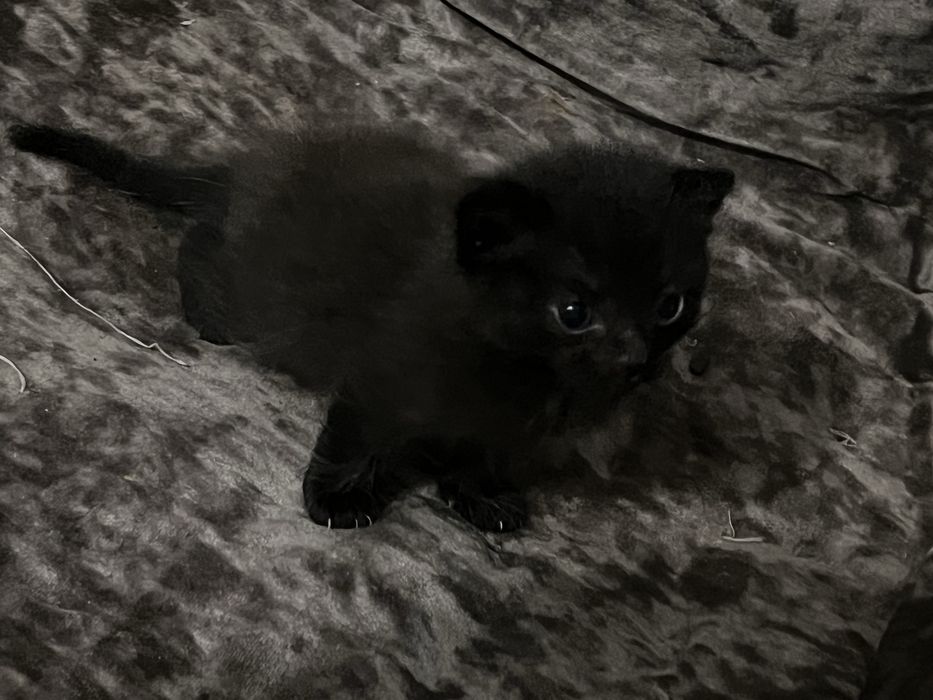 Котята 2 породистые 2 чёрные