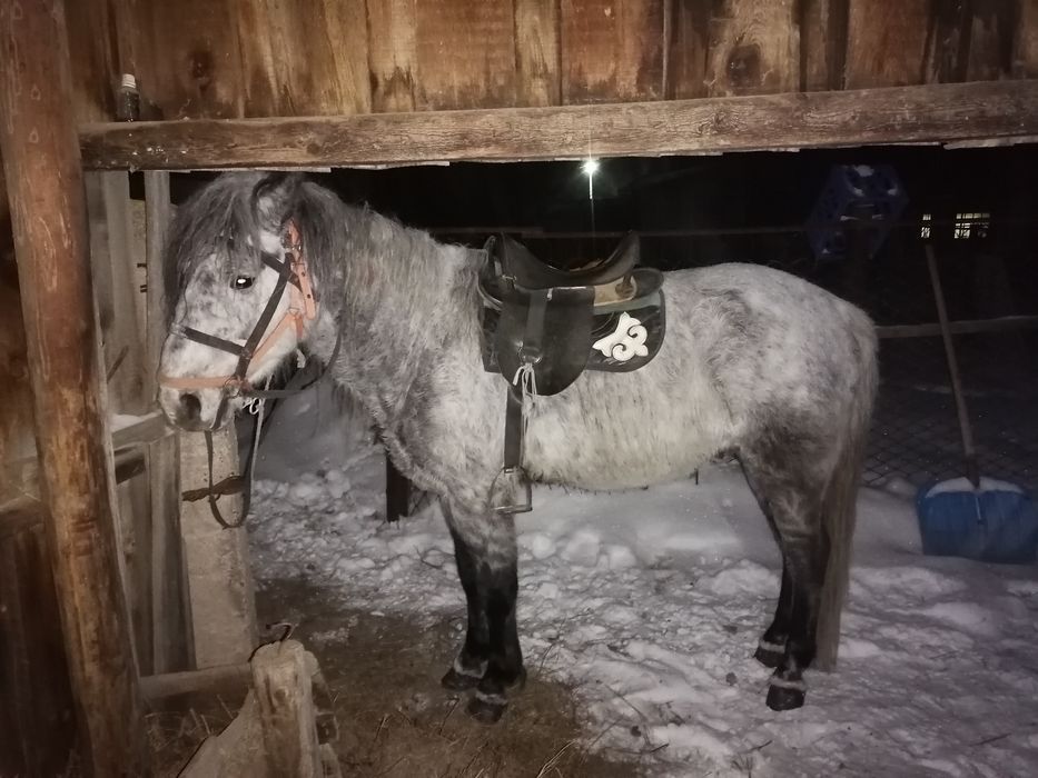 Срочно продам лошадь