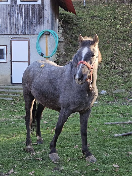 Cal deres ,vârstă 2 ani