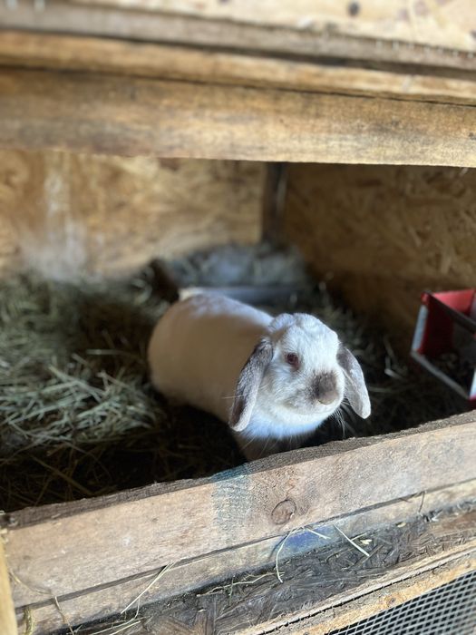 Iepurasi de companie