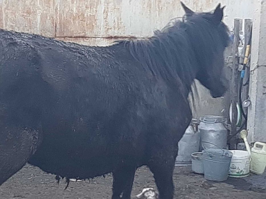 3 бас жылқы сатылады! / Продаются лошади!