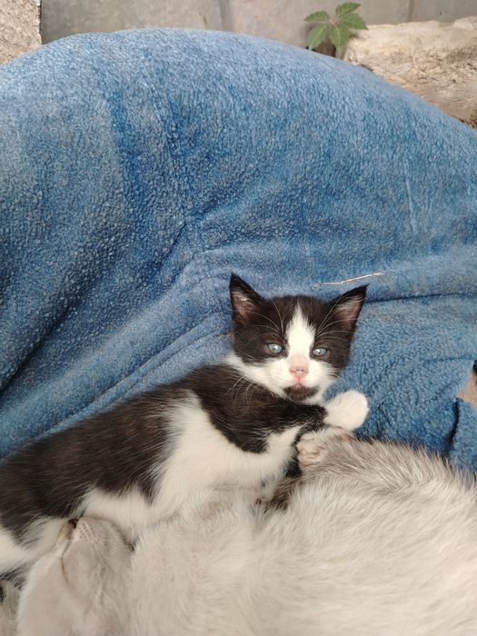 Котенок мальчик от породестой кошки