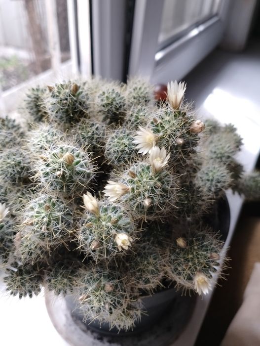 Кактус маммиллярия