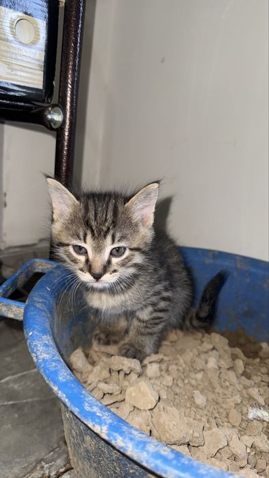 Мысык бериледи тегин