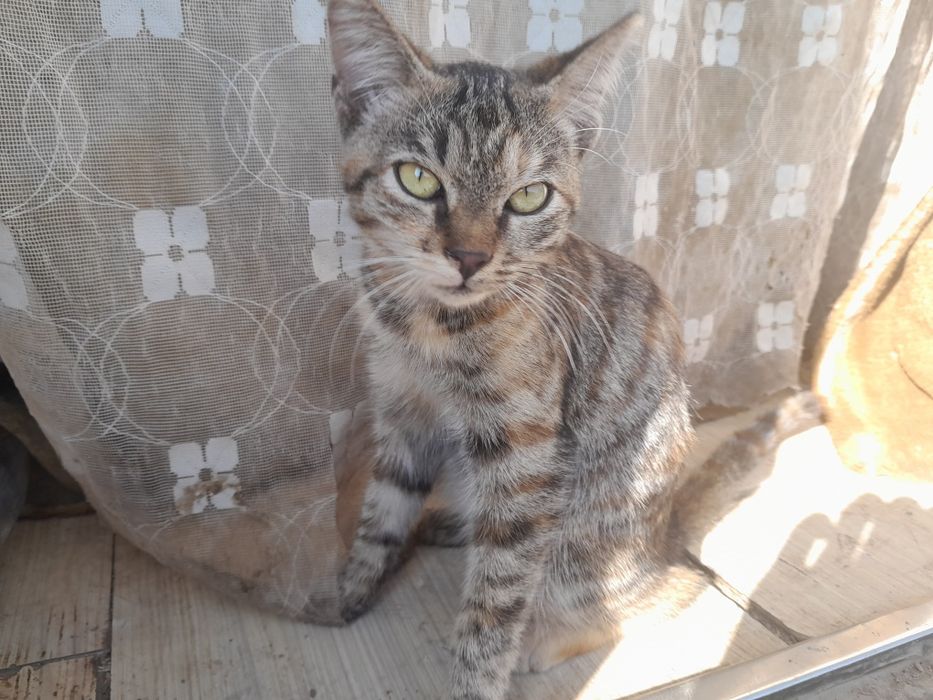 Отдам котят бесплатно