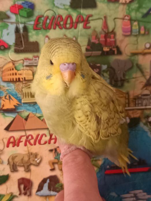 Vând peruș pui și 2 maturi.