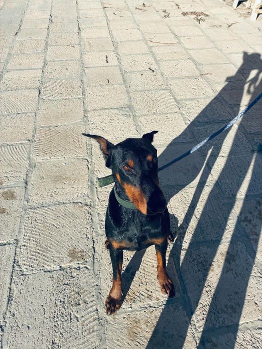 доберман 1,5 жас