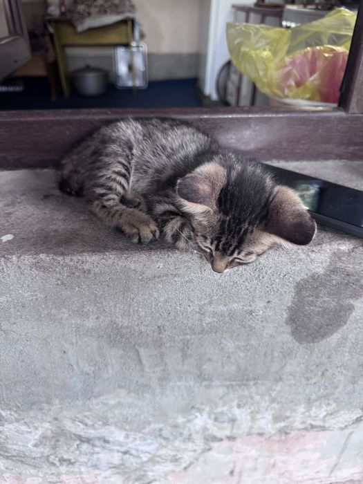 Котенки мушукчала