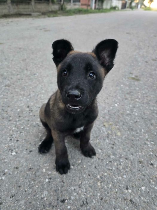 Ciobănesc belgian malinois