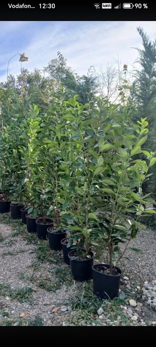 Plante ornamente diferite specii și mărimi