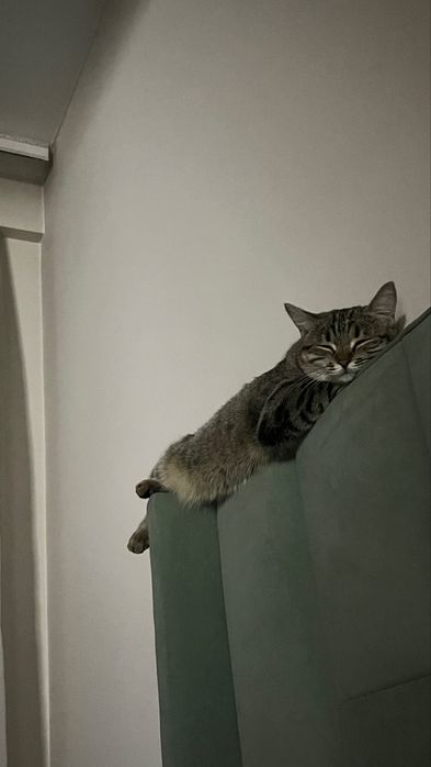 Отдам кошку добрым рукам