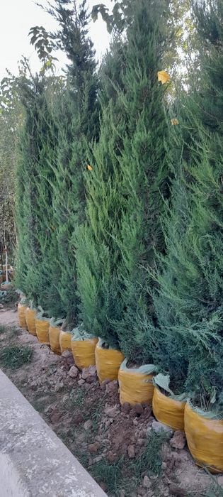 Archa kesish ishlar har xill shakillar boĝbonchilik dizayn landshaft