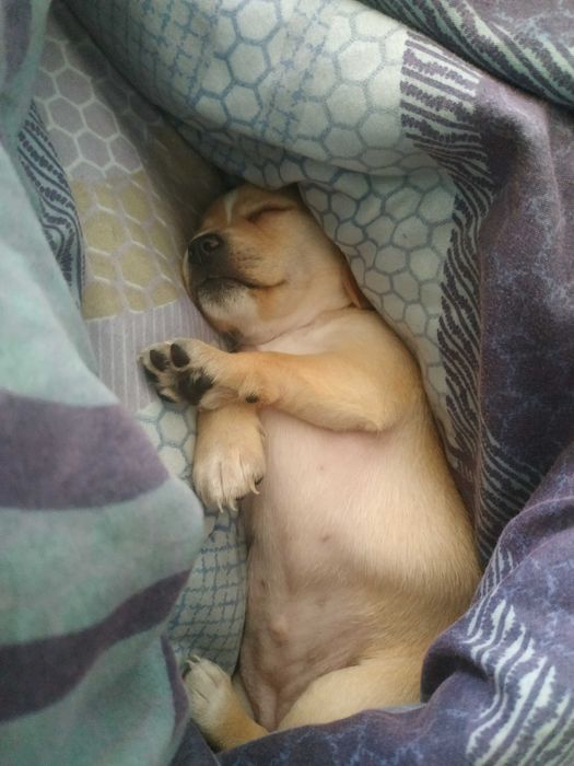 Продавам Чихиахуа