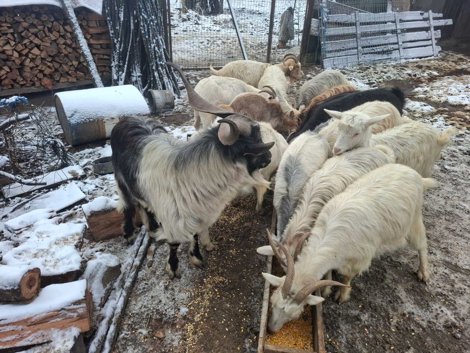 Vand capre, iedite si țap sănătoși
