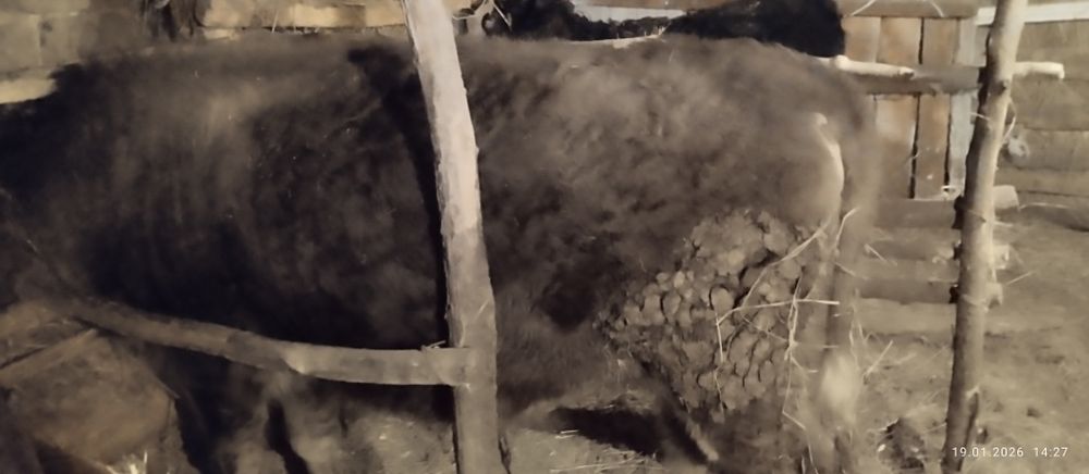 Продам быков не кострированые