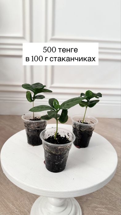 Кофейное дерево комнатное (сорт арабика)