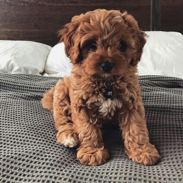 Băiețel cavapoo/pudel red