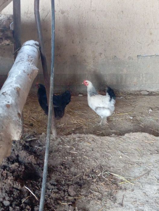 Тауық бар  тұқым 100% туып тұр